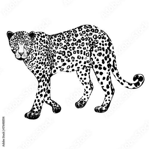 Hand drawn sketch style leopard. Vector illustration isolated on white background.