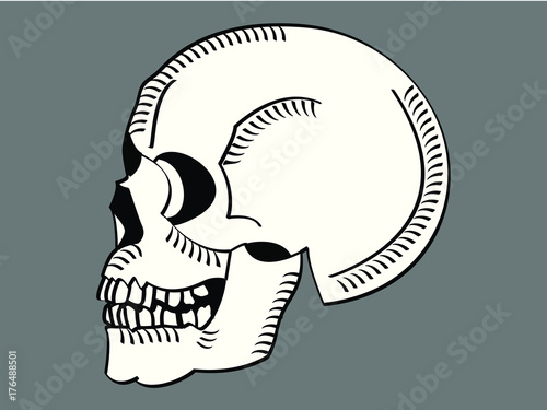 Tête de mort vue de profil