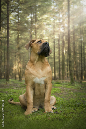 Young south african mastiff dog sitting in a fairy tale forest looking up to the light