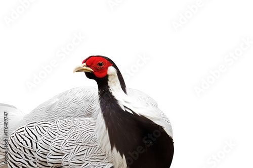 Male Silver Pheasant Isolated on White Background, Clipping Path © backiris