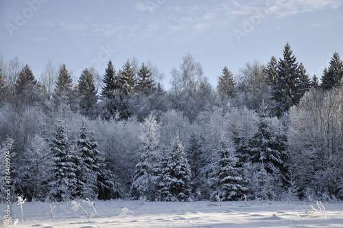 Winter forest