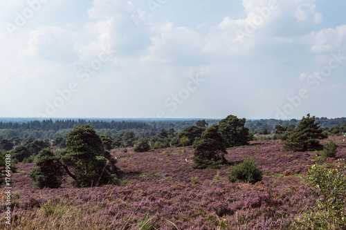 Heide in bloei