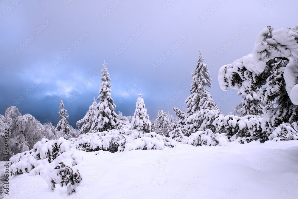 Blackforest in snow