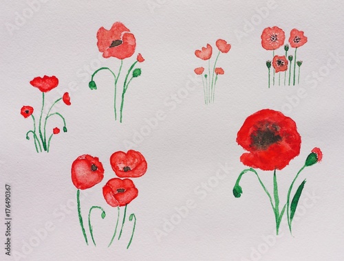 Red poppies, watercolor ill...