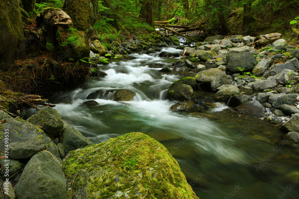 a picture of an Pacific Northwest rainforest fresh water stream a picture of an Pacific Northwest rainforest fresh water stream