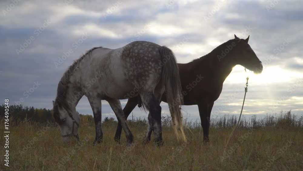 love game and courtship between two horses on the autumn meadow love game and courtship between two horses on the autumn meadow