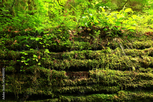 a picture of an Pacific Northwest rain forest mossy conifer log