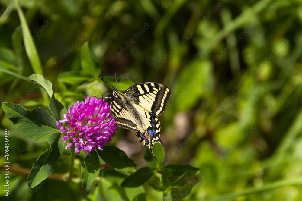 Butterfly - Papilio machaon, the Old World swallowtail - on a pink flower in the meadow; Imago with yellow wings, black vein markings and with a red eye spot at the end of the tails. Butterfly - Papilio machaon, the Old World swallowtail - on a pink flower in the meadow; Imago with yellow wings, black vein markings and with a red eye spot at the end of the tails.