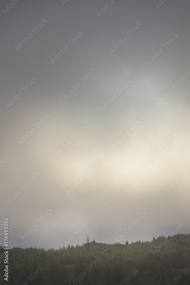 Mysterious morning golden sunlight over a pine forest Mysterious morning golden sunlight over a pine forest
