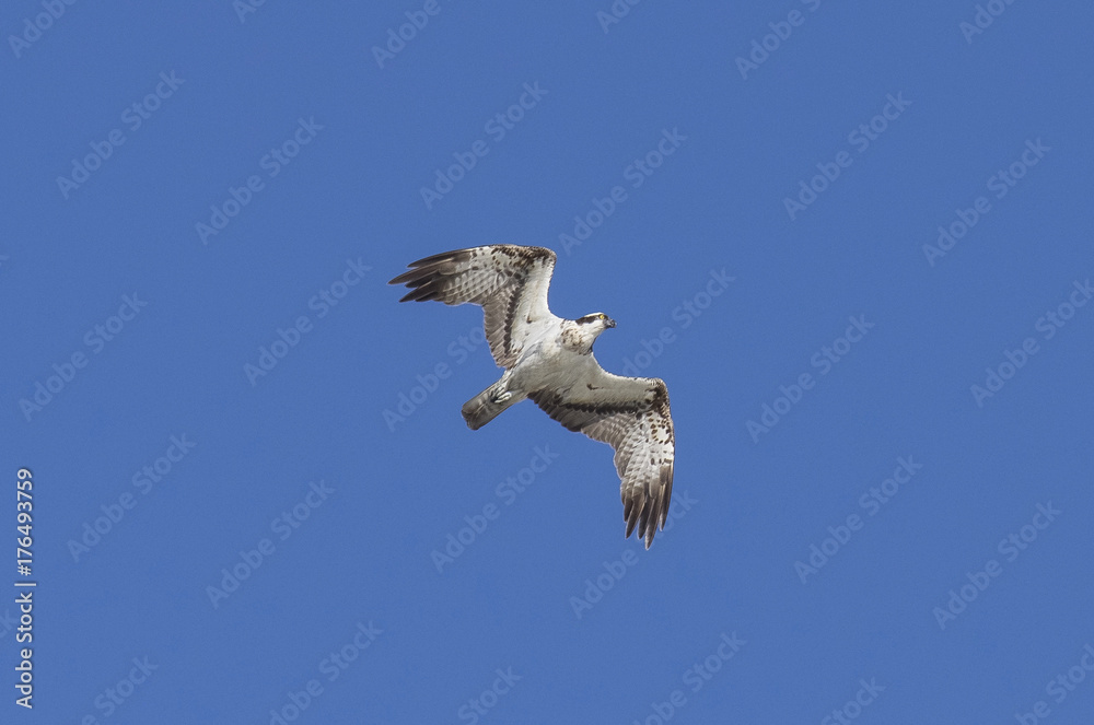 Fototapeta premium osprey, Pandion haliaetus