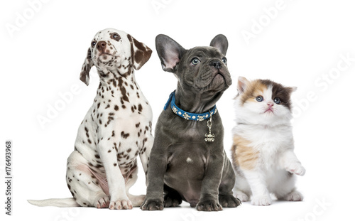 Group of kitten and puppies sitting, isolated on white