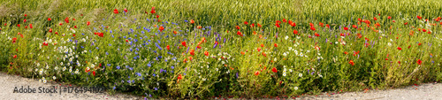 Flowers among field with ripening cereals, Europe