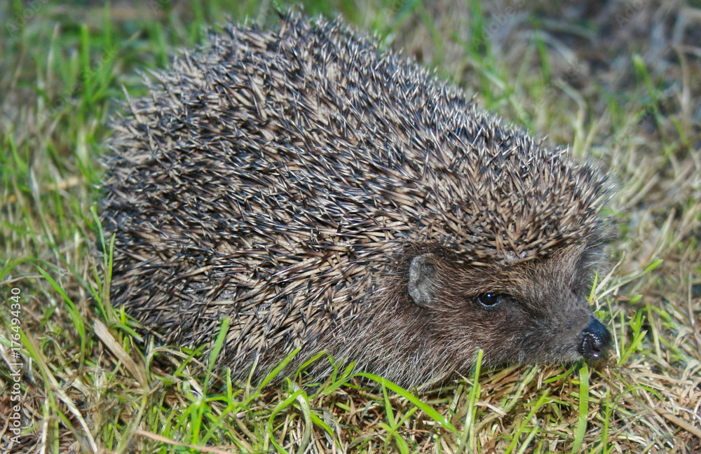 Hedgehog in the garden. Hedgehog in the garden.