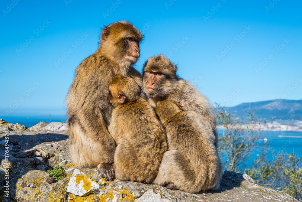 Fototapeta premium Barbary macaques family nestled to each other and thinking about the future on top of the Rock of Gibraltar