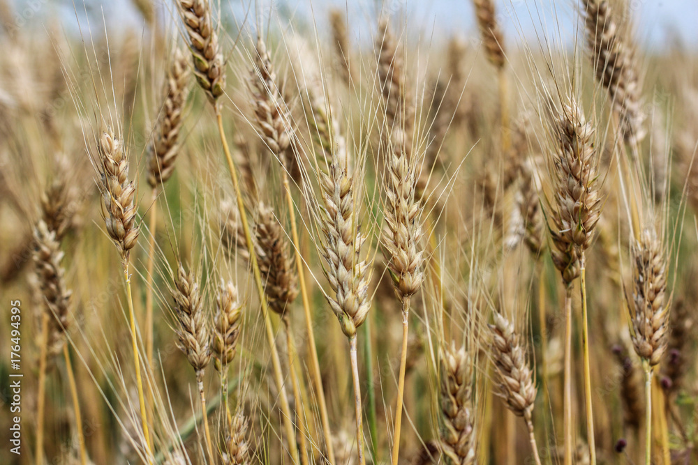 organic golden ripe ears of wheat in fiel