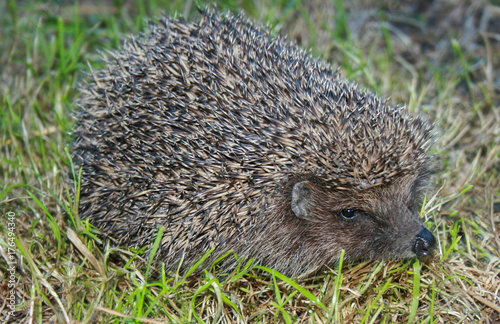 Hedgehog in the garden.