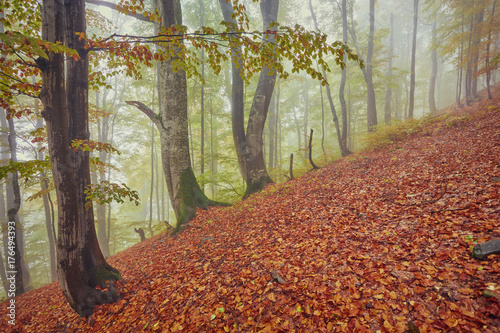 Forest trail in the mountains on autumn day. photo