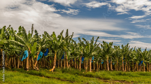 Banana plants plantation