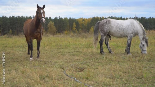 Wallpaper Mural love game and courtship between  two horses on the autumn meadow Torontodigital.ca