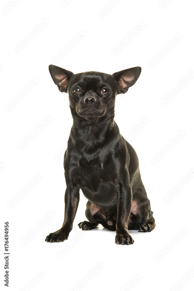 Pretty black chihuahua dog sitting isolated on a white background
