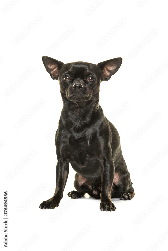 Pretty black chihuahua dog sitting isolated on a white background Pretty black chihuahua dog sitting isolated on a white background