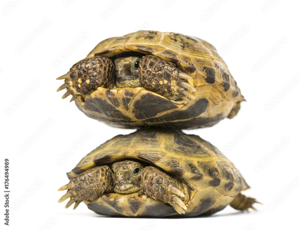 Two turtles one above the other, isolated on white Two turtles one above the other, isolated on white
