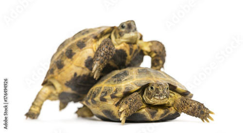 Turtles on the way to copulate, isolated on white © Eric Isselée