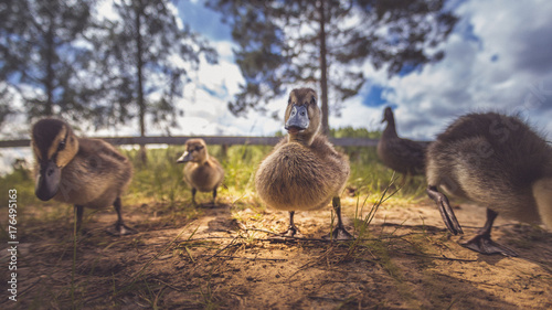 Enten als Familie in der Gruppe mit Mutter und kleinen Küken im Gras bei Sonne im Sommer in Schweden photo
