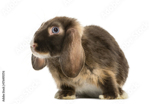 Mini lop rabbit standing, isolated on white