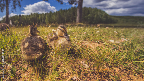Enten als Familie in der Gruppe mit Mutter und kleinen Küken im Gras bei Sonne im Sommer in Schweden