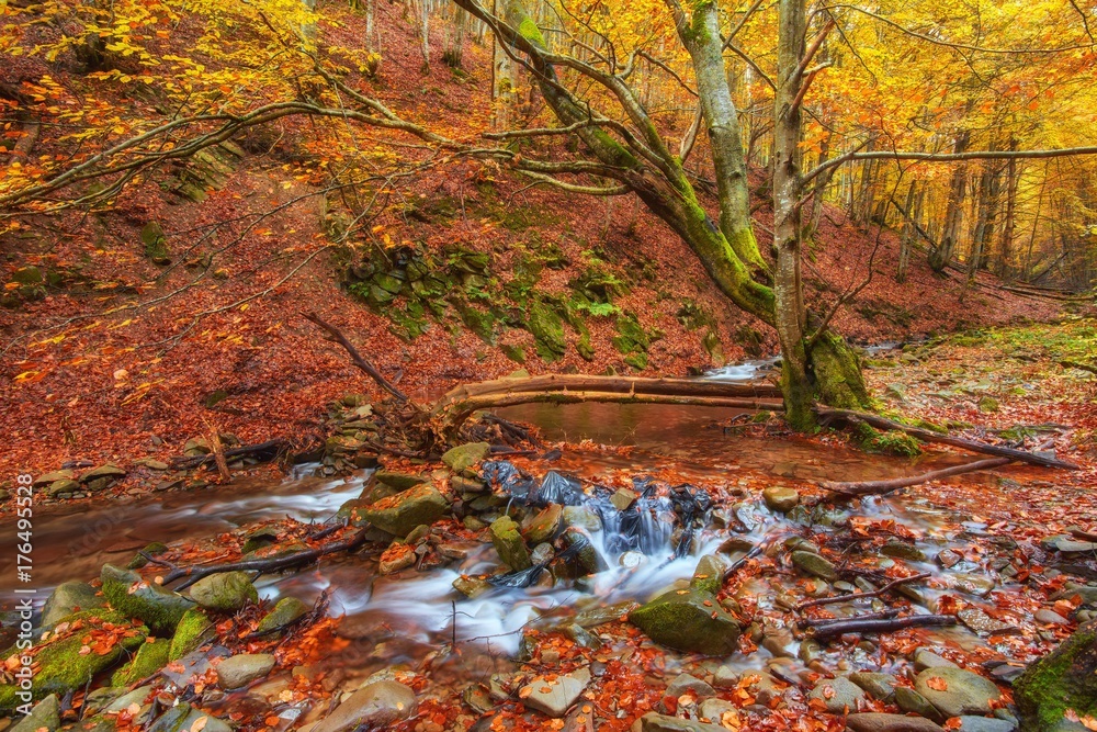 autumn stream in the forest, gold autumn European landscape autumn stream in the forest, gold autumn European landscape