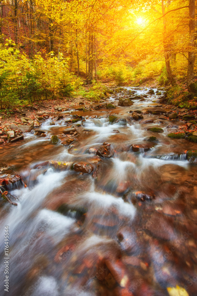 Autumn creek woods with yellow trees foliage and rocks in forest Autumn creek woods with yellow trees foliage and rocks in forest