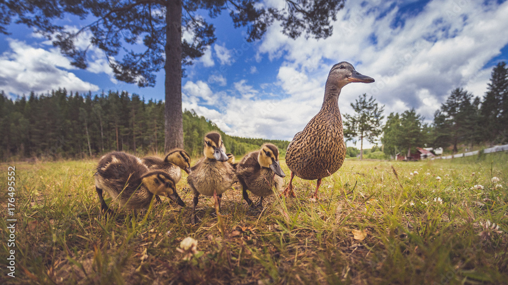 Enten als Familie in der Gruppe mit Mutter und kleinen Küken im Gras bei Sonne im Sommer in Schweden Enten als Familie in der Gruppe mit Mutter und kleinen Küken im Gras bei Sonne im Sommer in Schweden