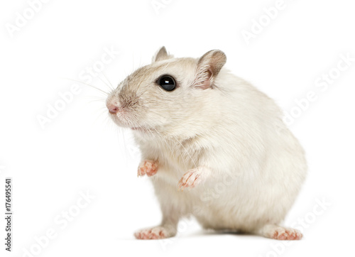 White hamster sitting, isolated on white