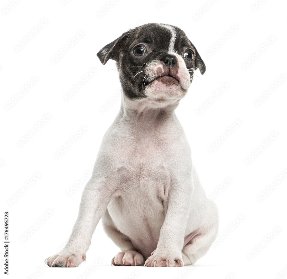 Fototapeta premium Boston terrier puppy sitting, isolated on white