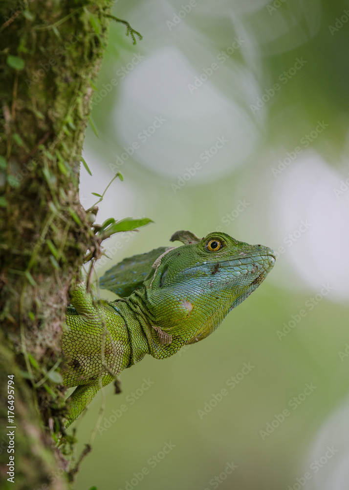 Obraz premium Portrait of a basilisk lizard looking around the corner of a tree outside