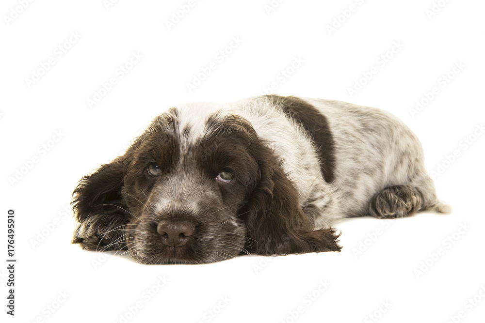 Cute white and chocolate brown cocker spaniel puppy dog lying down on the floor with its head on the floor facing the camera isolated on a white background