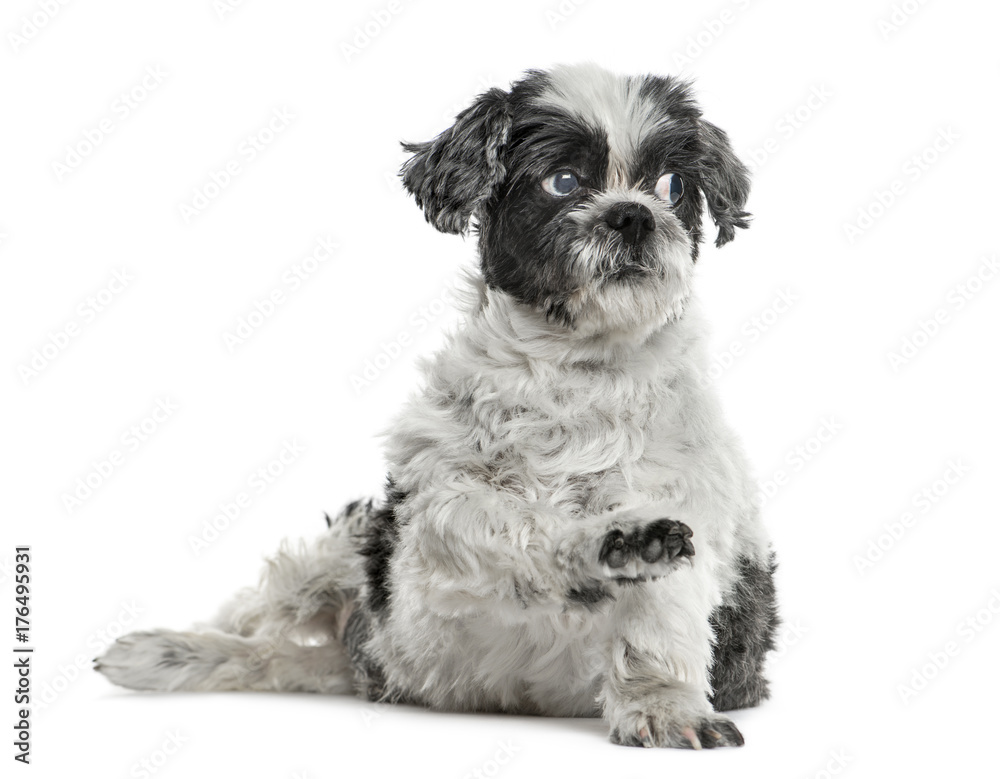 Shih tzu sitting pawing up, isolated on white Shih tzu sitting pawing up, isolated on white