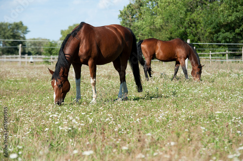 Pferde auf Weide © Manfred Herrmann