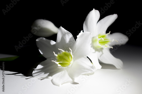 Fototapeta Naklejka Na Ścianę i Meble -  bouquet of white daffodils on a dark background