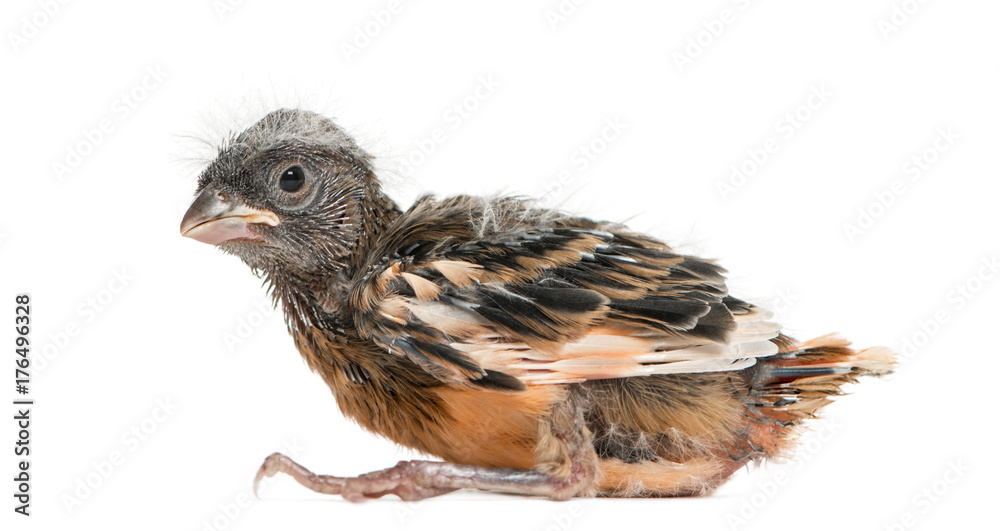 Fototapeta premium Baby canary, isolated on white