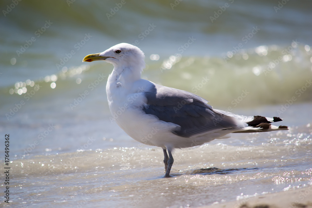 Bird Bird