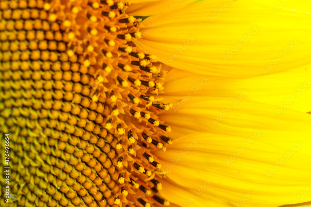 Sunflower natural background. Sunflower blooming. Close-up of sunflower. sunflower on a sunny day, note shallow depth of field. Sunflower natural background. Sunflower blooming. Close-up of sunflower. sunflower on a sunny day, note shallow depth of field.