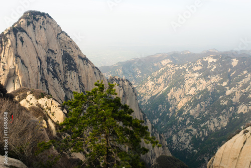 Cedar trees in front of Huashan mountains tops, China © evso