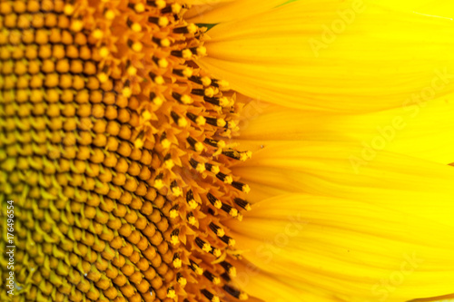 Sunflower natural background. Sunflower blooming. Close-up of sunflower. sunflower on a sunny day  note shallow depth of field.