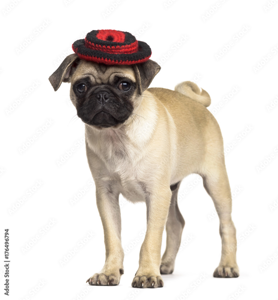 Pug standing with a hat, isolated on white