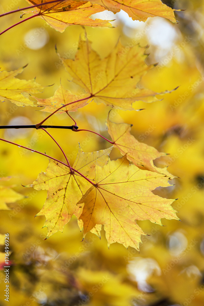 maple leaves in autumn maple leaves in autumn