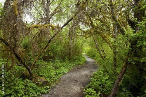 a picture of an Pacific Northwest forest trail