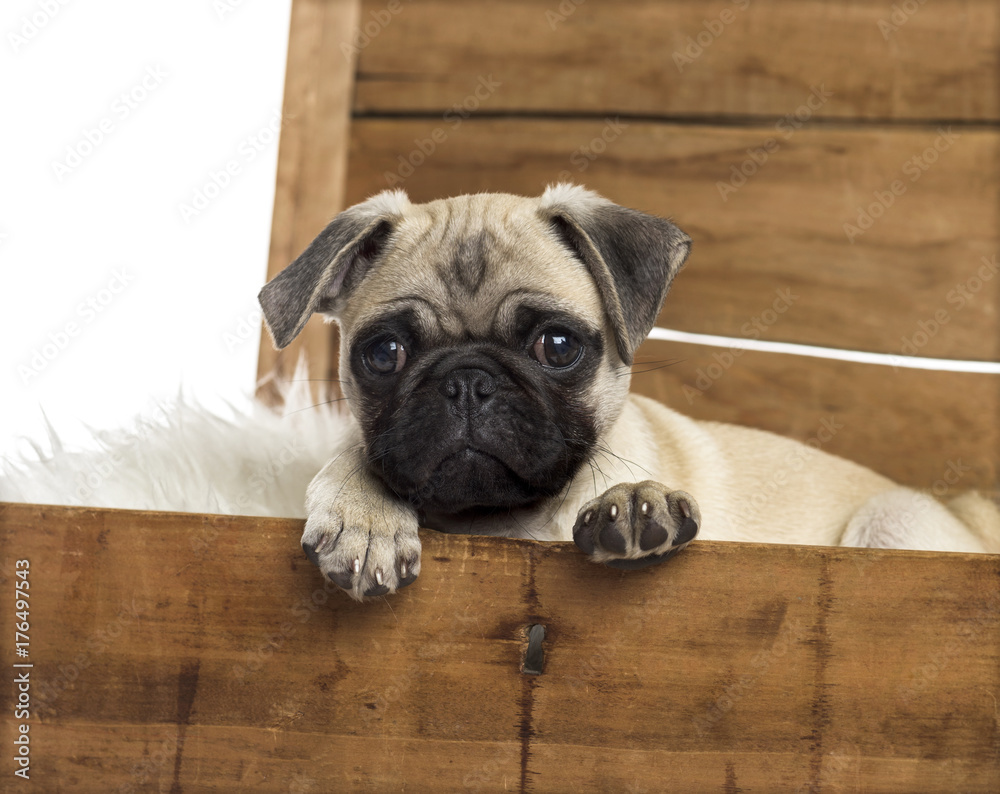 Close-up of a pug in a wooden chest, isolated on white