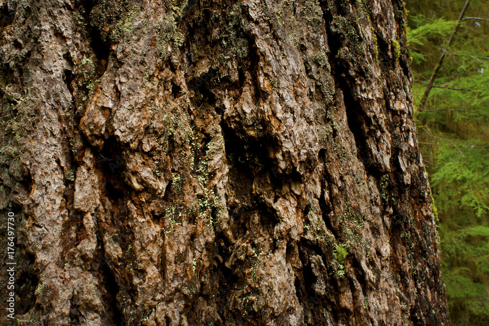 a picture of an Pacific Northwest old growth Douglas fir tree a picture of an Pacific Northwest old growth Douglas fir tree